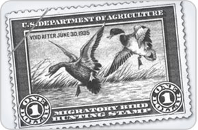 Photo of the Duck Stamp. Photo credit U.S. Fish and Wildlife Service.